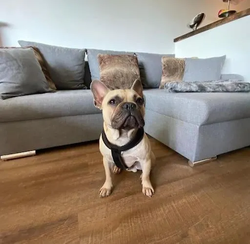 Chalet-Apartment Waldfrieden, In Ruhiger Lage Mit Tg Lägenhet